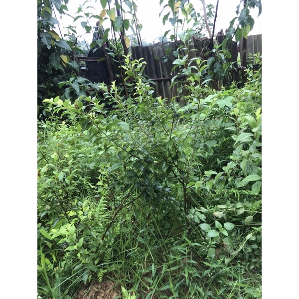 cây nhất chi mai(mai trắng) cao 60-70cm