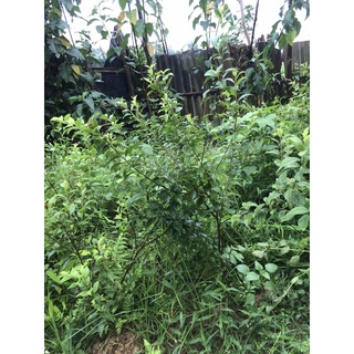 cây nhất chi mai(mai trắng) cao 60-70cm