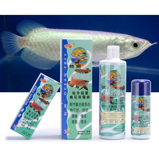 CÁ RỒNG CHAI SỐ 3 - OCEAN FREE TRỊ NẤM, RÁCH VÂY, THỐI VẨY, THỐI MIỆNG, VÀ CÁC VẾT THƯƠNG TRÊN MÌNH.