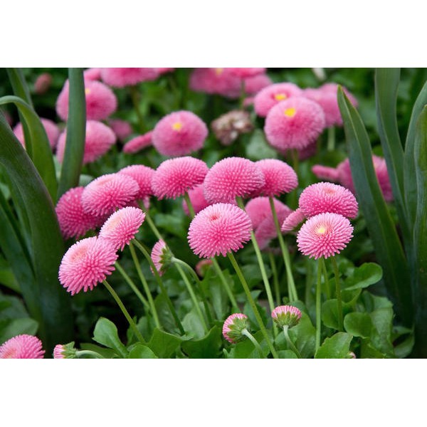 Gói 50 hạt giống hoa cúc anh nhiều màu ĐẾN MÙA TRỒNG TẾT