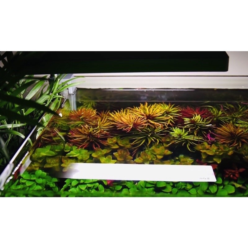 Limnophila Hippuridoides - Cây Ngổ Tím - Cây Thủy Sinh Cắt