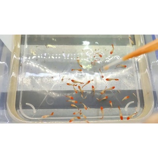 Cám 1 Đôi🐟guppy Koi gen aer size nhỏ