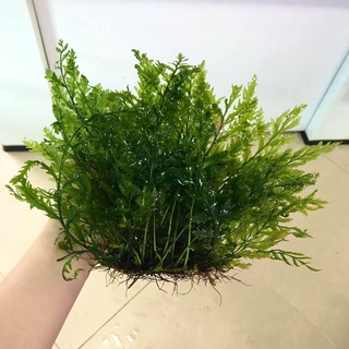 Cây Dương Xỉ Châu Phi - 10G