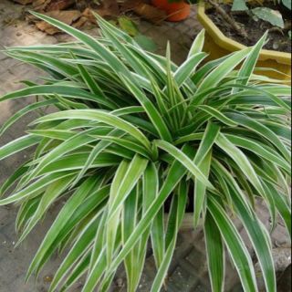 [Ảnh thật từ ảnh 2 ] Cỏ lan chi cây nhỡ