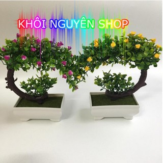 BON SAI LƯỠI LIỀM TRANG TRÍ BÀN DÀNH CHO DÂN VĂN PHÒNG - BON SAI ĐỂ BÀN CỰC ĐẸP - BON SAI PHÒNG KHÁCH