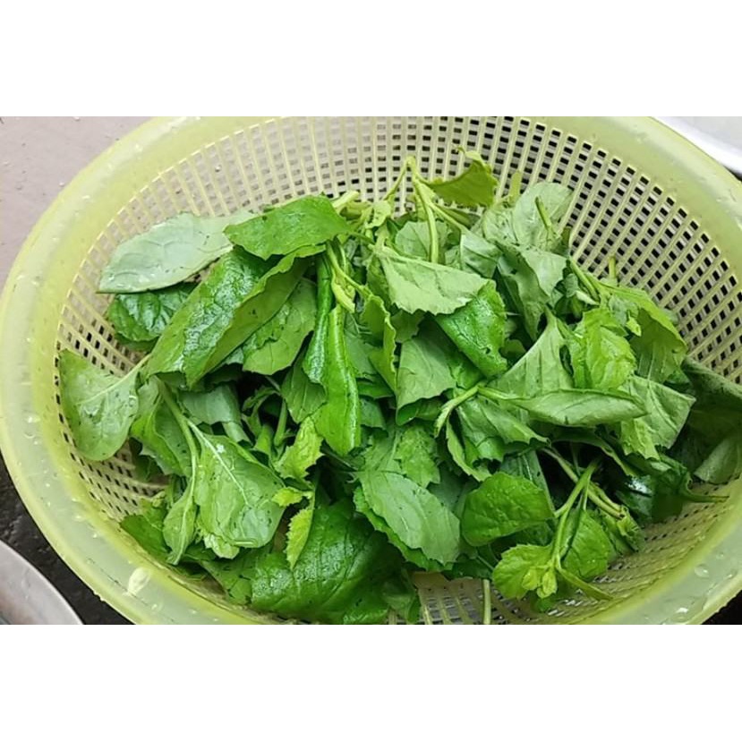 Hạt giống rau cải trời  KNS1436 - gói 100 hạt