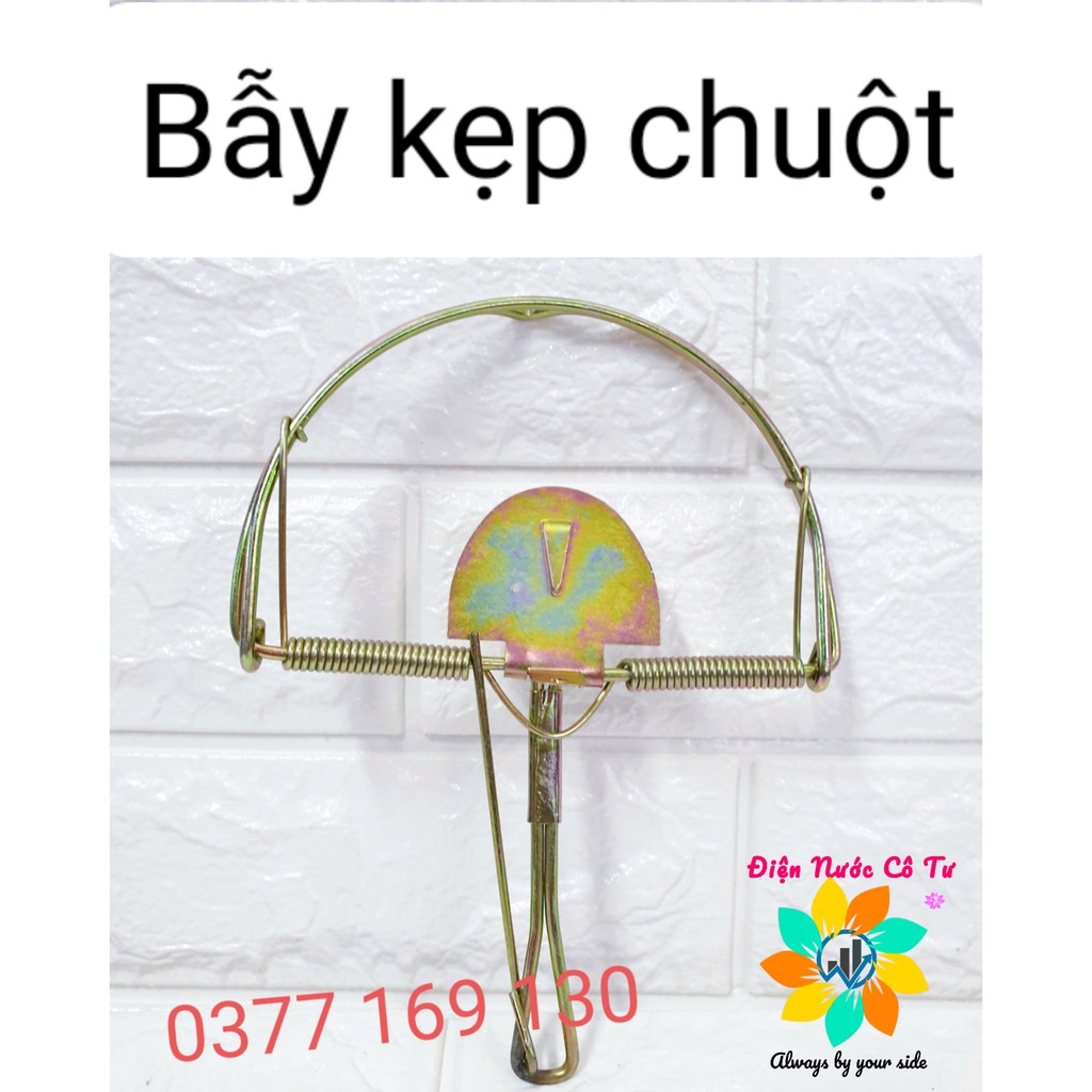 Bẫy chuột vòng cung bẫy chuột bán nguyệt bẫy đập chuột chữ nhật