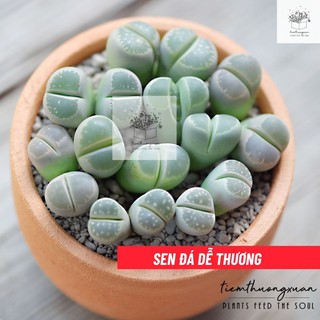 Sen mông - Lithops - Cây, hạt giống sen đá đẹp - Cây cảnh trang trí - Tiệm Thường Xuân