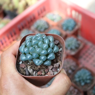 Chậu Sen Đá Kim Cương