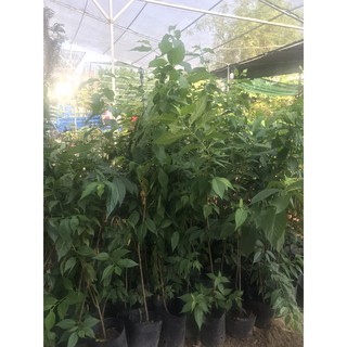 cây giống cherry mỹ