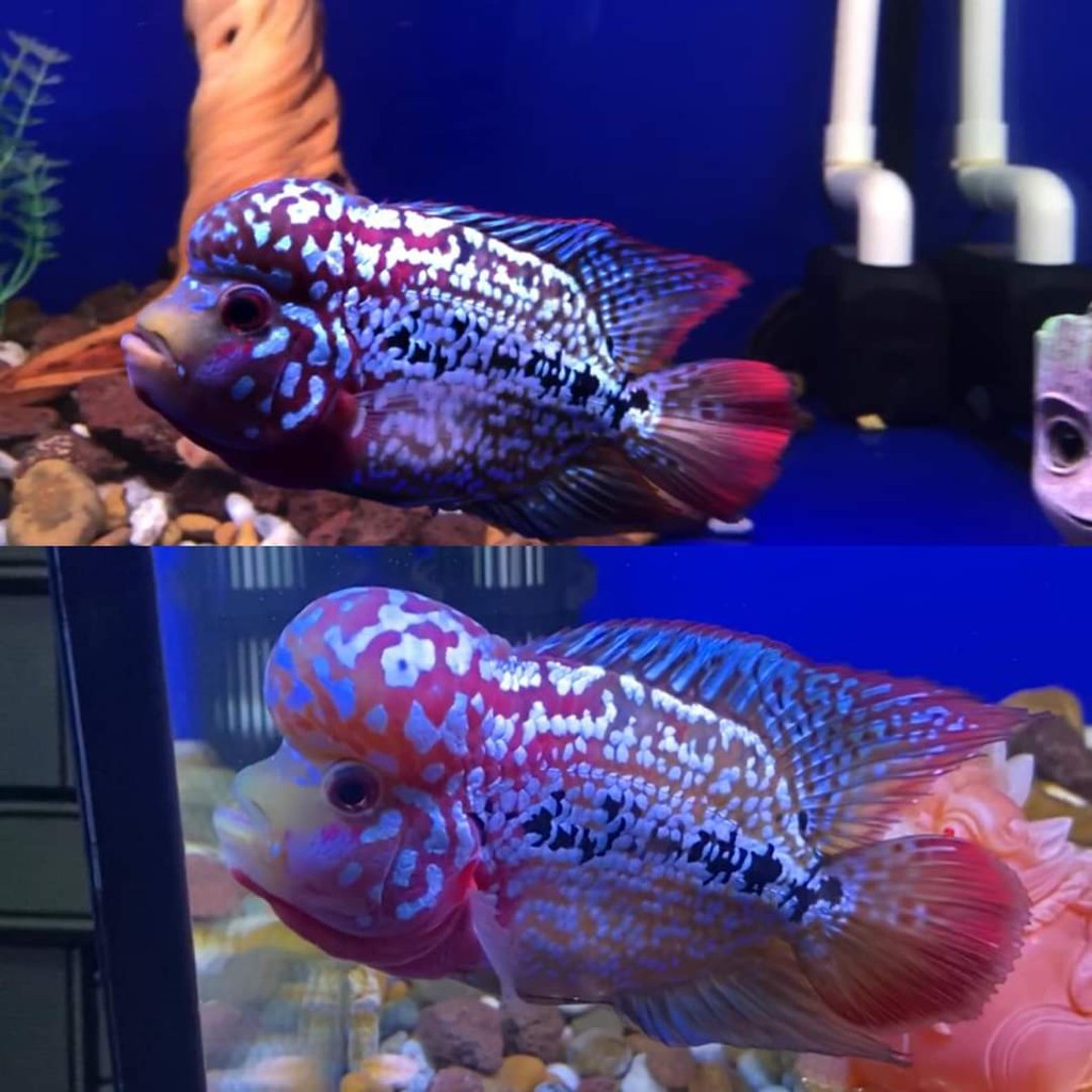 CZ20 - Red Blaze - TĂNG CƯỜNG MÀU ĐỎ CHO CÁC DÒNG CÁ