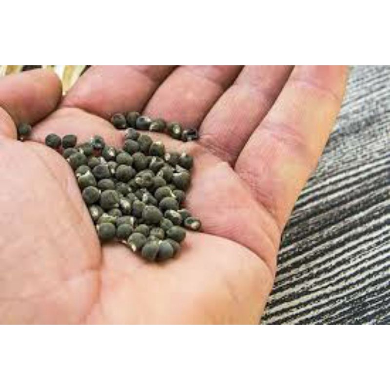 Hạt Giống Đậu Bắp, Chất Lượng F1 - gói 20g