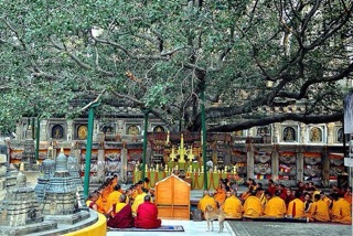 Lá Bồ Đề Ấn Độ dát vàng hộp meca
