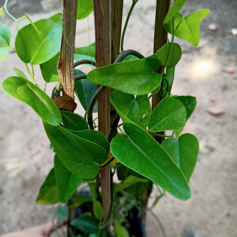 Chậu cây sương sâm trơn cây trưởng thành - ship toàn quốc