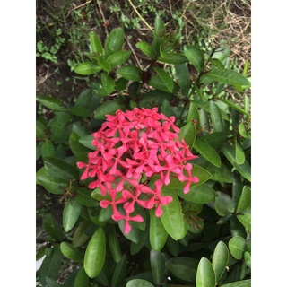 (4cây )Tím Sen Lá Trung (thơm nhẹ)