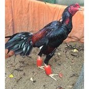 Tạ cao su tập lực cho gà đòn -- gà lông  dùng cho 2 con gà