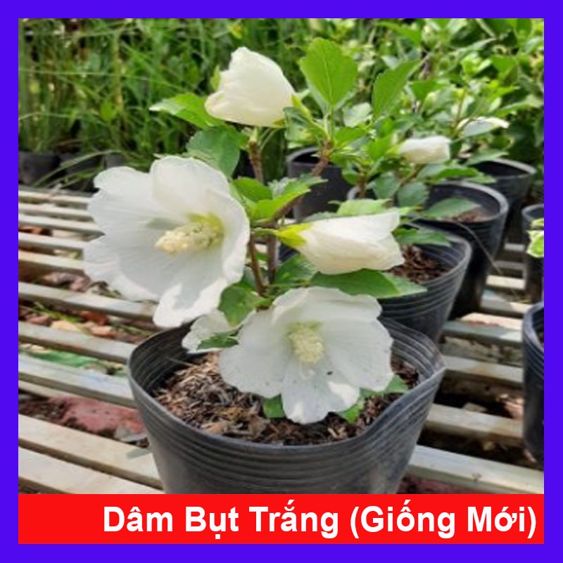 Hoa dâm bụt trắng (giống mới) - cây cảnh để bàn + tặng phân bón cho cây - caykiengsadec
