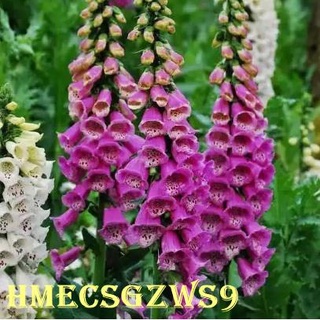Hạt giống hoa chuông Đức fuchsia tím 100h