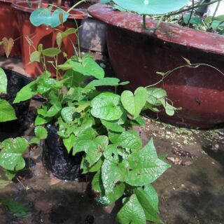 Cây giống hoa Tigon