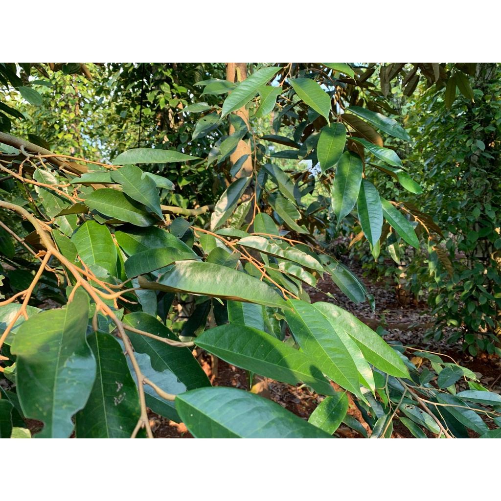 Phân bón lá trung lượng Vino 79 chai 500ml - Vinco79, VINCO 79 - KOREA