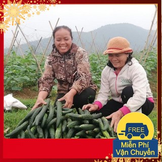 Hạt Giống Dưa Chuột Nhật F1