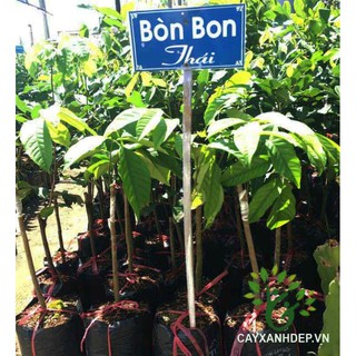 Cây 🌲 Bòn Bon  Thái...