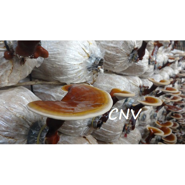 Nấm linh chi đỏ thái lát CNV 500g (Xích chi Việt Nam) | BigBuy360 - bigbuy360.vn