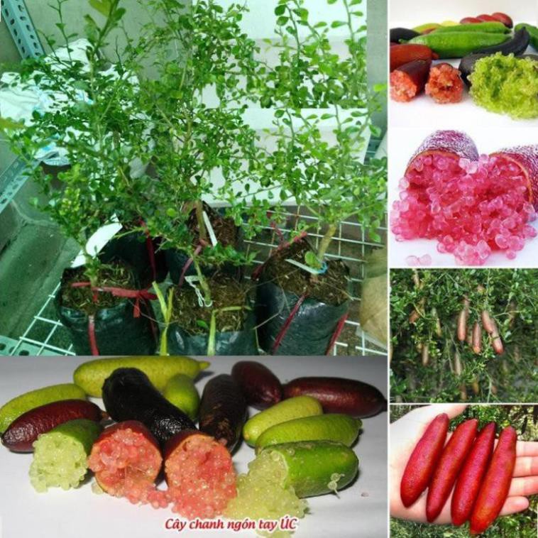 Cây CHANH NGÓN TAY THÁI LAN - cây to khỏe bầu lớn, năng suất cao, siêu sai quả , cây đẹp, giống chuẩn