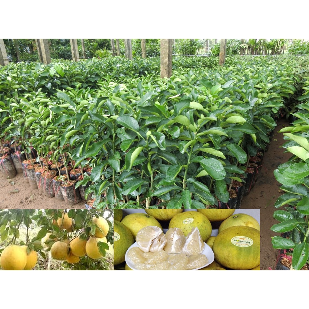 Cây BƯỞI ĐOAN HÙNG