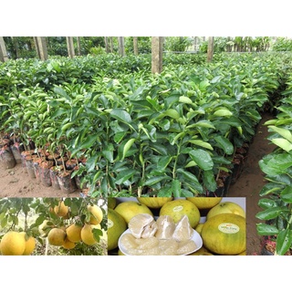 Cây bưởi đoan hùng