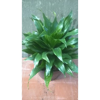 Cây phát tài nhật