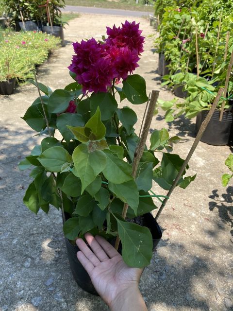 Giấy thái chùm hồng hoa nở tháng mới tàn☆☆☆☆☆