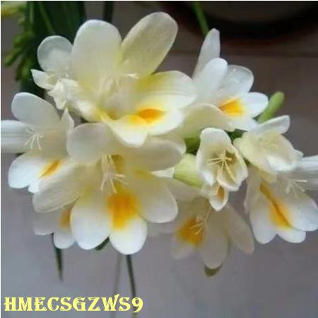 hạt giống hoa lan Nam Phi 20h