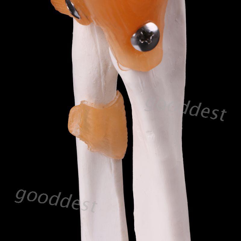 Mô Hình Bộ Xương Người Dùng Để Luyện Tập Y Tế
