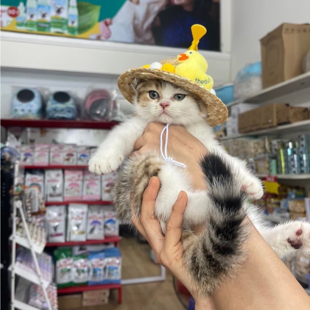 Mũ cói chong chóng cho thú cưng