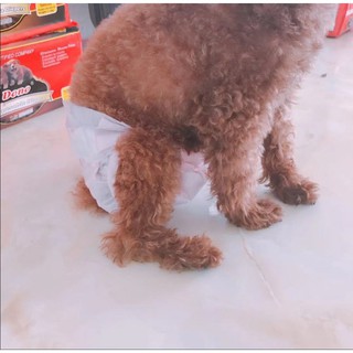 Tả bỉm cho chó cái