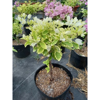 Cây 🌲 Giấy Cẩm Thach Tuyết trắng (siêu hoa)