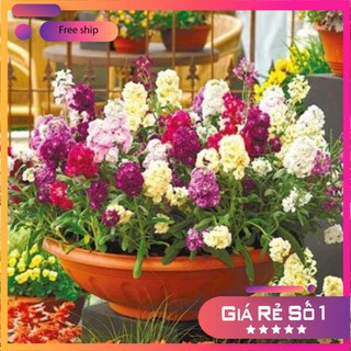 Hạt giống hoa hoàng anh mix nhiều màu dễ trồng - 50 hạt LUCKY.VN