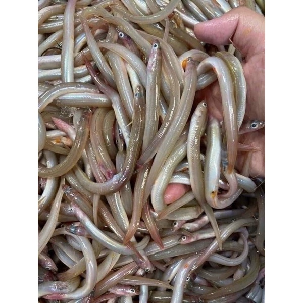 Cá sùn sịn 1kg ngon ơi là ngon (giao tphcm)