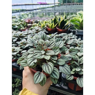 chậu cây Hạnh tiên thảo (giống mới)