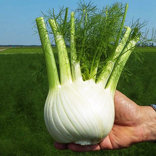 HẠT GIỐNG CỦ HỒI KHỔNG LỒ