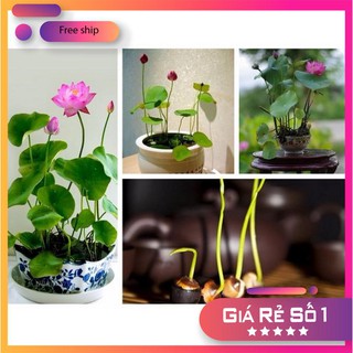 5 Hạt giống Sen Nhật Mini (Đã cắt đầu)