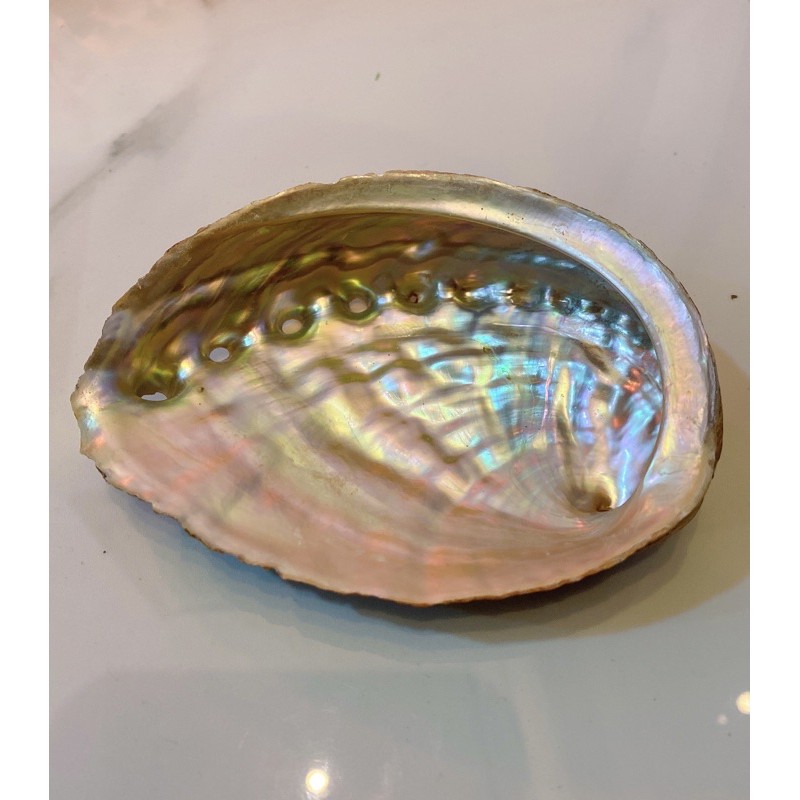 Đĩa Ốc Xà Cừ Hồng Nhật Bản - Vỏ sò đốt xô thơm (Natural Abalone Shell) - Thảo Mộc Xông Nha | BigBuy360 - bigbuy360.vn