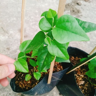 Cây Sương Sâm Lá Trơn
