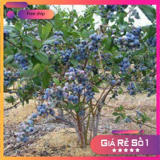 Hạt giống Việt quất (30 hạt)
