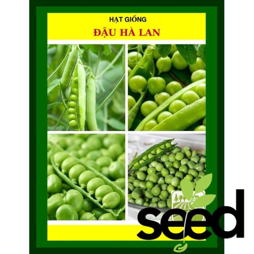 Hạt Giống Đậu Hà Lan 50 Gram