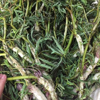 Hạt giống rau nhút hạt giống f1