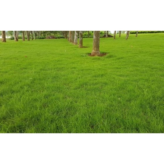 Bịch 200 Gram Hạt Giống Cỏ Nhung Nhật - Cỏ Thảm Sân Vườn