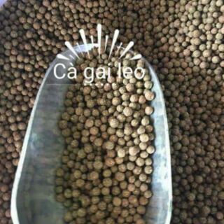 Viên cà gai leo mật nhân
