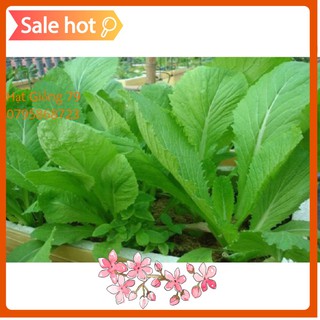 Hạt Giống Cải Bẹ Xanh Mỡ Dễ Trồng, Trẻ Lâu, Ăn Ngon 20gr